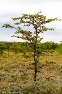 Whistling Thorn Acacia-10