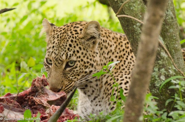 Fifty Word Challenge-1