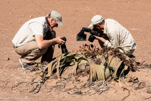 Kharos, Khurub, Welwitschia - The Living Fossil-4