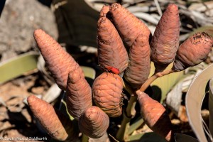 Kharos, Khurub, Welwitschia - The Living Fossil-6