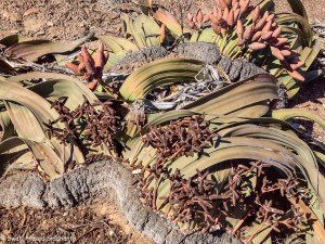 Kharos, Khurub, Welwitschia - The Living Fossil-7