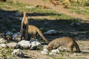Namibia, A Road Trip - 2 - Onguma, Etosha-11