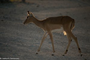 Namibia, A Road Trip - 2 - Onguma, Etosha-13