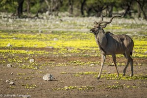Namibia, A Road Trip - 2 - Onguma, Etosha-14