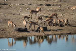Namibia, A Road Trip - 2 - Onguma, Etosha-25