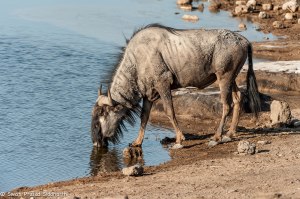 Namibia, A Road Trip - 2 - Onguma, Etosha-27