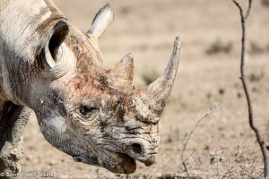 Namibia, A Road Trip - 2 - Onguma, Etosha-30