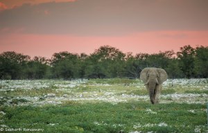 Namibia, A Road Trip - 2 - Onguma, Etosha-35