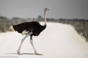 Namibia, A Road Trip - 2 - Onguma, Etosha-37