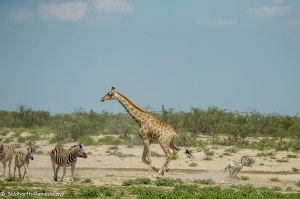 Namibia, A Road Trip - 2 - Onguma, Etosha-41