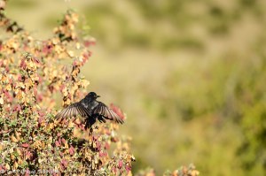 Namibia, A Road Trip - 2 - Onguma, Etosha-56