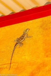 Namibia, A Road Trip - 2 - Onguma, Etosha-57