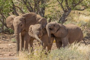 Namibia, A Road Trip - 3 - Damaraland-18