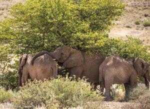 Namibia, A Road Trip - 3 - Damaraland-23