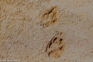 Namibia, A Road Trip - 4 - Skeleton Coast-12