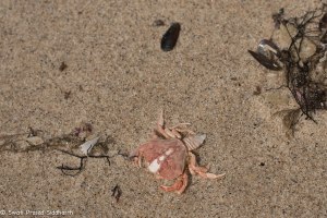 Namibia, A Road Trip - 4 - Skeleton Coast-15
