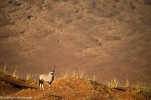 Namibia, A Road Trip - 5 - Wolwedans-18