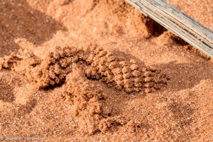 Namibia, A Road Trip - 5 - Wolwedans-30