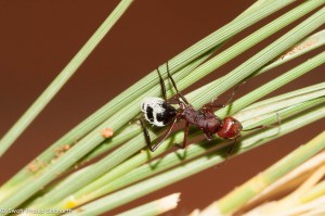 Namibia, A Road Trip - 5 - Wolwedans-33