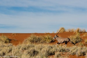 Namibia, A Road Trip - 5 - Wolwedans-34