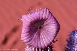 Namibia, A Road Trip - 5 - Wolwedans-49