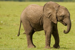 Crafting In Compassion-2