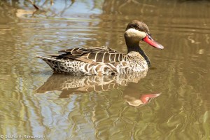 Developing The Eye - One - Water-4