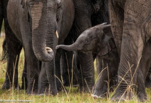 Developing The Eye - One - Connect-3